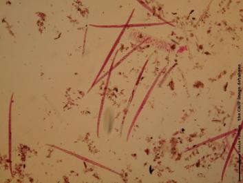 S034 10x.JPG